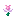 pink_daffodil