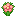 pink_hibiscus